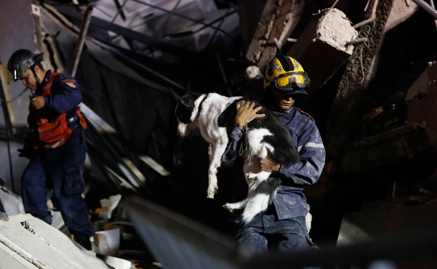 A firefighter rescues a dog from a building that collapsed after an earthquake.