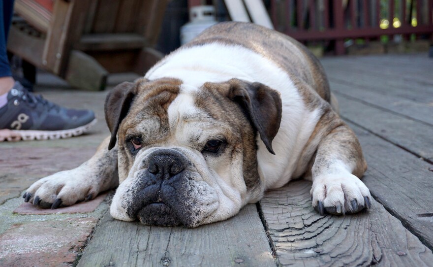 Some veterinary groups say introducing new genetic material or changing the bulldog's body shape could improve the breed's health.