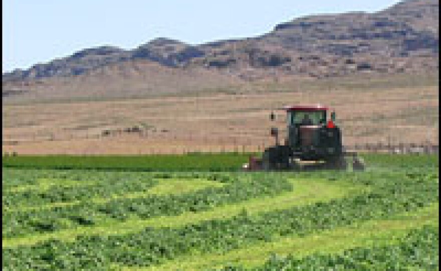 Freshly cut alfalfa in Snake Valley, Utah, is starkly green next to the brown and unwatered desert nearby.