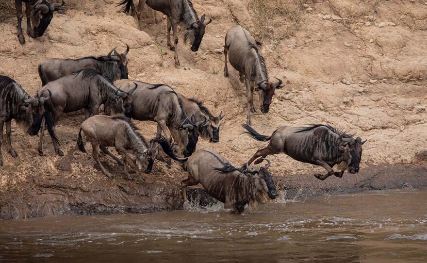 Wildebeest plunging into the Mara River during the Great Migration. Maasai Mara, Kenya.