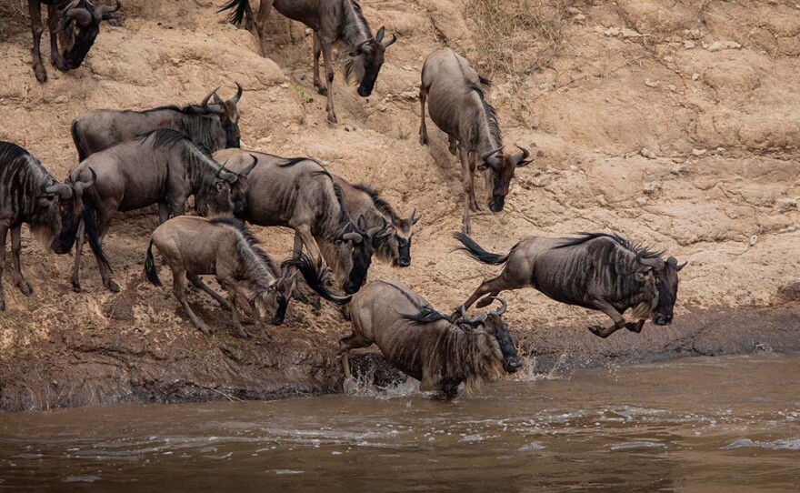 Wildebeest plunging into the Mara River during the Great Migration. Maasai Mara, Kenya.