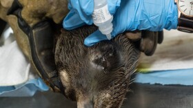 Eye drops are administered to Marina in this undated photo. Marina was rescued from The Marine Room restaurant in La Jolla on Feb. 4, 2016.