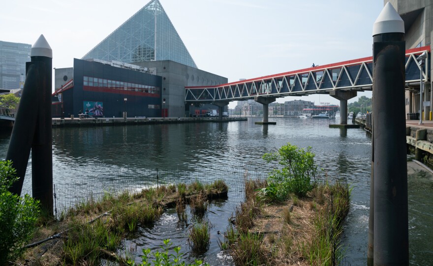 The aquarium has constructed a prototype of a floating wetlands in the harbor outside the building which is designed to help protect against storm surges.