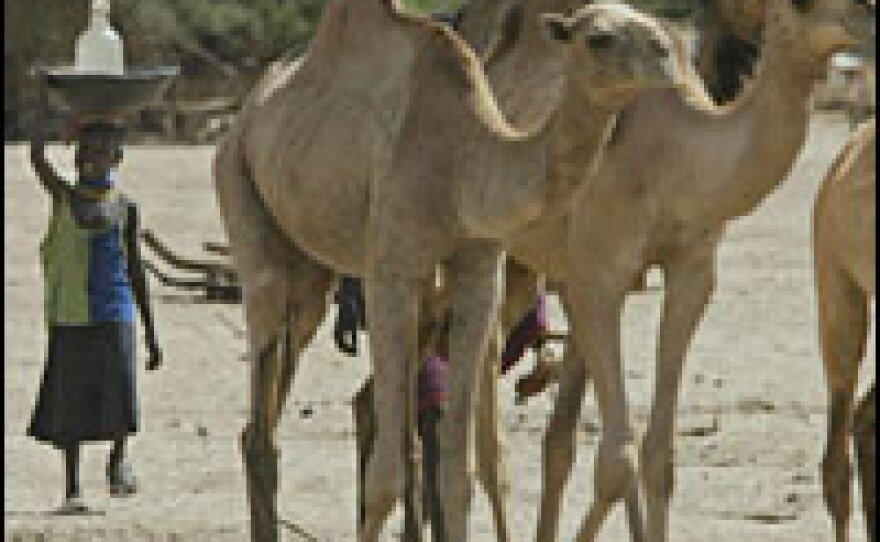 As the climate dries and herds shrink, more Turkana are turning to camels, which can go two weeks without water.