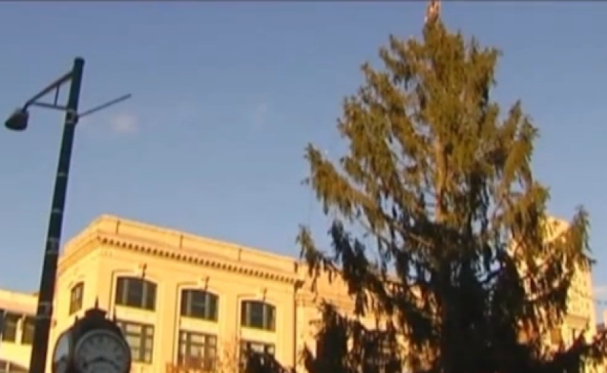 After complaints from residents, this tree in Reading, Pa., is being replaced.