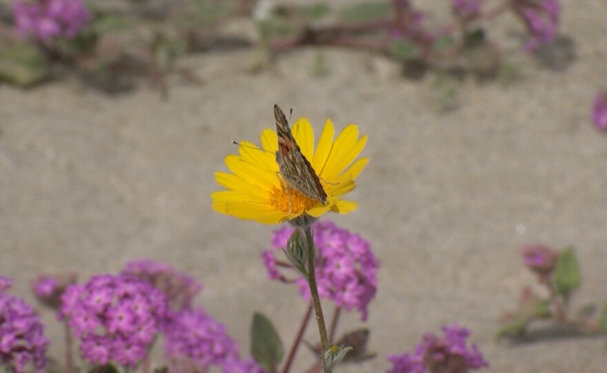 Flowers at Anza-Borrego State Park during a "super bloom." March 5th, 2019.