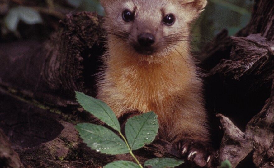 A group of volunteers is helping biologists see whether there are any martens left in the Olympic National Forest in Washington state.