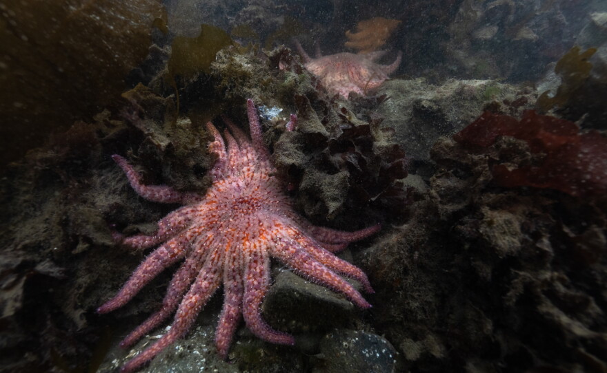 Three-year-old sunflower stars explore the kelp forest for the first time. They come in a rainbow of colors but are all the same species. The stars in this cohort are called the "snack pack," so they all have snack names, from Cheeto and Noodles to Sweet Potato.