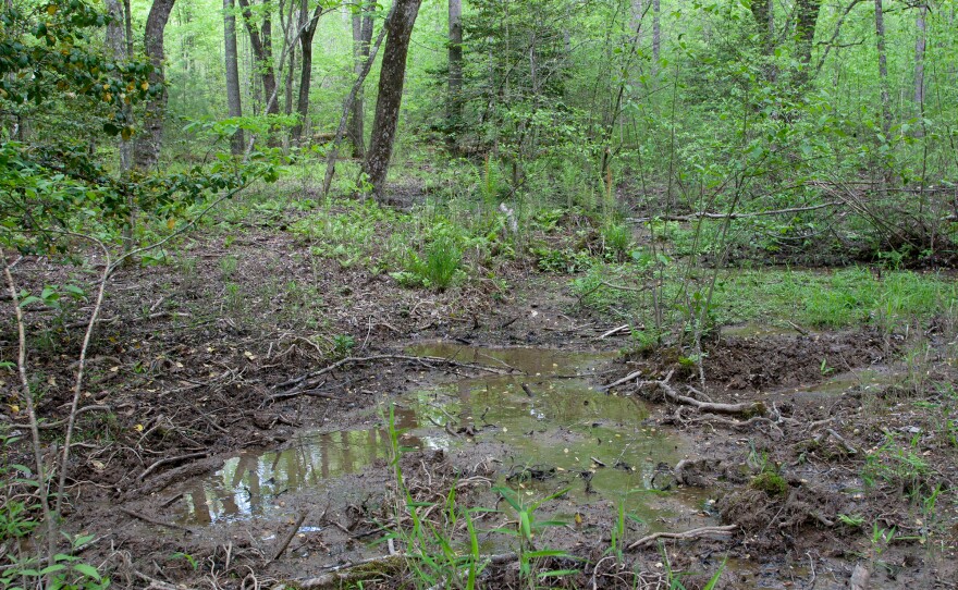 A wallow demonstrates the damage that hogs can do to the environment.