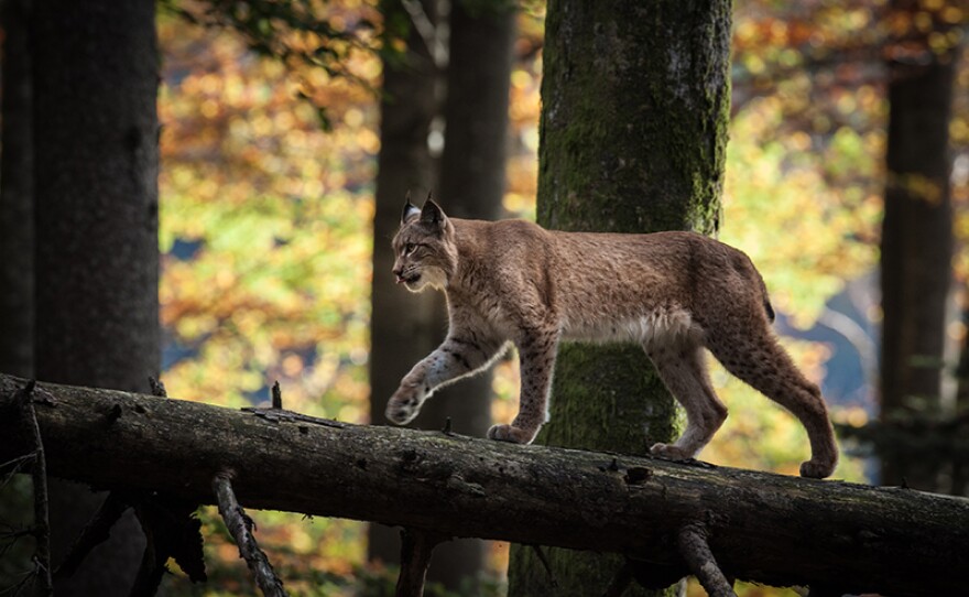 Adult lynx in forest. Kalkalpen National Park, Austria.