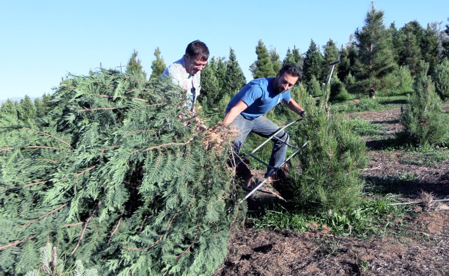 Alessandro Gallone (center) helping his customer, Ted Anderson, load the freshly cut Christmas tree onto a dolly, Dec. 5, 2023.