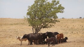 Cattle use a tree for shade as temperatures rose above 100 degrees in a pasture July 28, 2011, near Canadian, Texas.