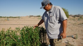 Quechan Environmental Director Chase Choate displays a cluster of young willow trees during a planting event on the Quechan Reservation in Imperial County on April 27, 2024. The tribe is working to restore hundreds of native willow, cottonwood and honey mesquite trees along the banks of the Colorado River.