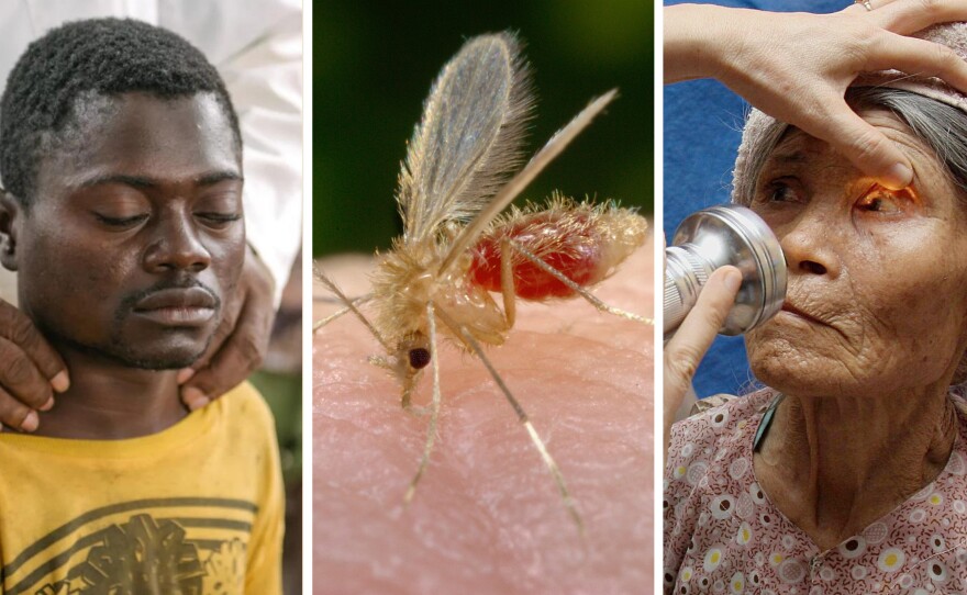 Left to right: Alexis Mukwedi tested positive for sleeping sickness in the Democratic Republic of the Congo. A sandfly, whose bite can spread the parasite causing visceral leishmaniasis, lands on the photographer for a blood meal. A woman in Vietnam receives an eye exam to see if she has trachoma, which can cause blindness. Last year several countries eliminated the threat from this disease.