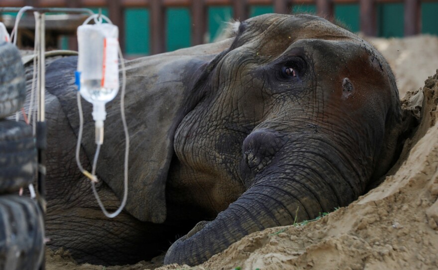 While ailing, African elephant Noor Jehan rested on a sand pile at a zoo in Karachi, Pakistan. The photo was taken on April 14. The elephant died 8 days later.