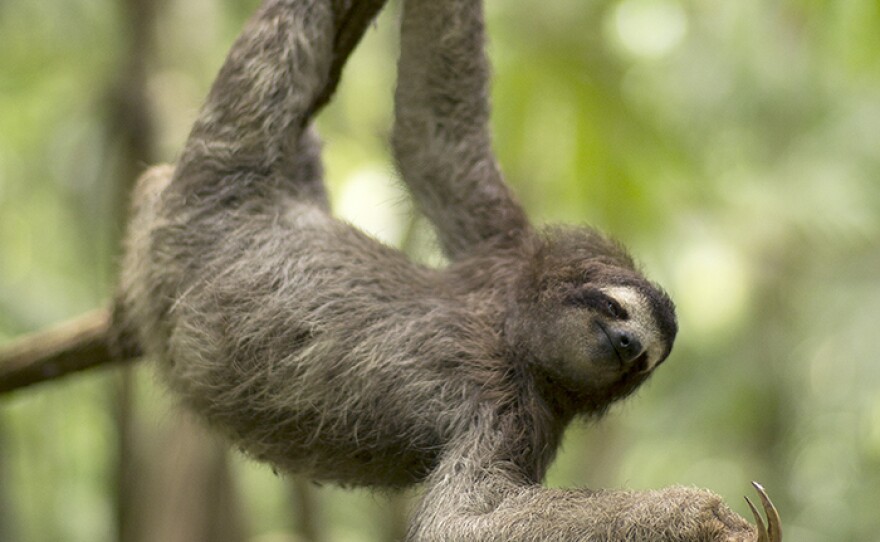 Three-toed sloth in Panama. From episode two “Survival.”