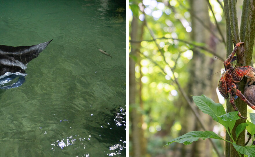 Reef manta rays (left) are known to feed in waters near seabird colonies, where there's more abundant food, thanks to nutrients from birds. Coconut crabs (right) are scavengers that break down organic matter in Palmyra's forests, helping support the nutrient cycle.