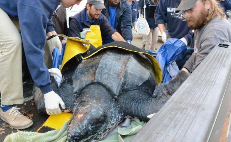 It took five people to lift the turtle as part of the rescue effort.