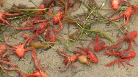 Tuna crabs blanket the shoreline at Ocean Beach in San Diego, June 12, 2015. 