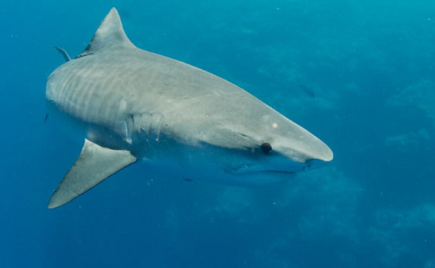 Tiger shark, Palmyra Atoll. 