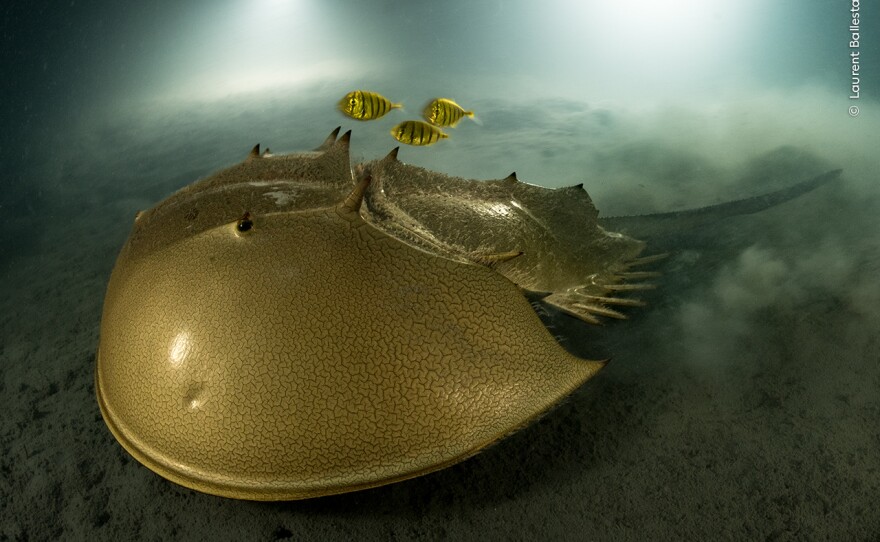 <strong>Portfolio Award Winner: </strong><em>The ancient mariner. </em>Pangatalan Island, Palawan, the Philippines. The tri-spine horseshoe crab has survived for more than 100 million years but now faces habitat destruction and overfishing for food and for its blood, used in the development of vaccines.