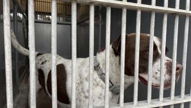 Dogs in kennels at the Bonita shelter are shown in this photo from June 3, 2025. Former shelter employees and volunteers say the dogs spend most of their time in the kennels, waiting to go for a walk or get some playtime. 