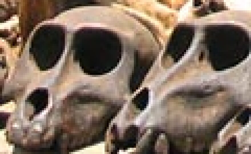 Monkey skulls are just a few of the animal parts for sale at the fetish market in Lome, Togo.