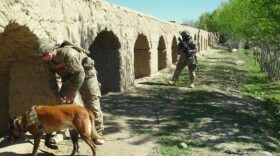 Mine detection dog Gill and his handler search for explosives while a soldier provides security watch during a patrol in Ghazni province, Afghanistan, in May 2012.