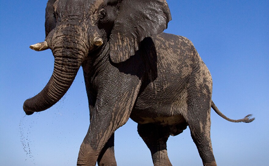 The African elephant is the biggest land animal on Earth.