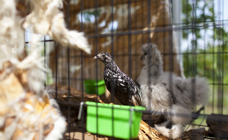 Erik Ryan and Mia Reynolds evacuated San Leon, Texas, with their two chickens and are currently staying in Bastrop State Park in Texas.