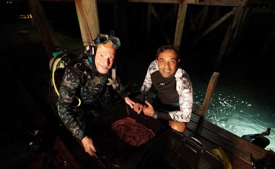 Professor Peter Harrison and M. Sanjayan in diving suits after successful coral spawning. The captured spawn is in tub between them.