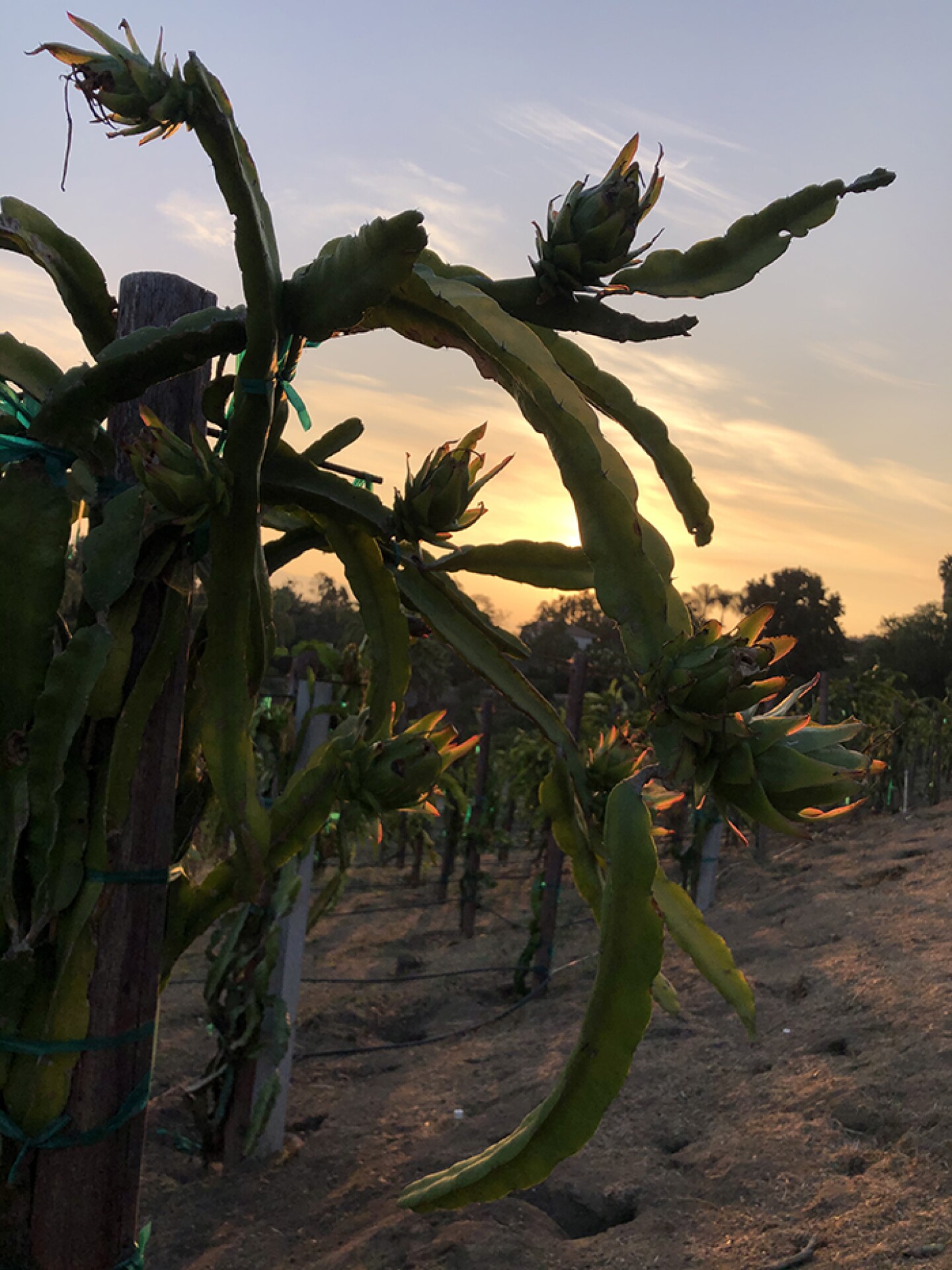The lanky cacti that produce exotic and delicious Pitajaya – dragon fruit.