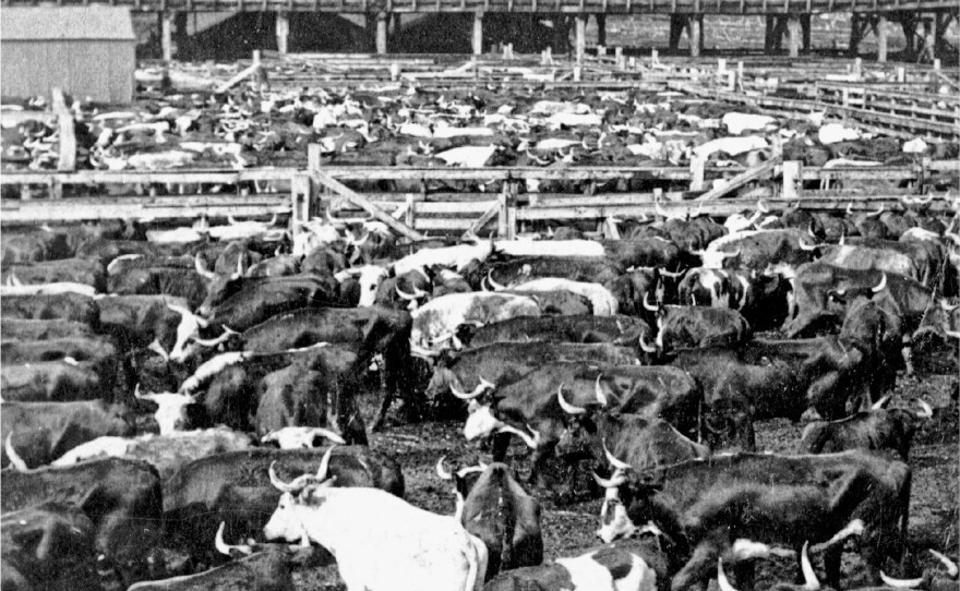 Longhorn cattle in the sales pens at Chicago's Union Stock Yard, circa 1890. Notice the elevated ramp or viaduct in the background, over which livestock were driven to the packinghouses.