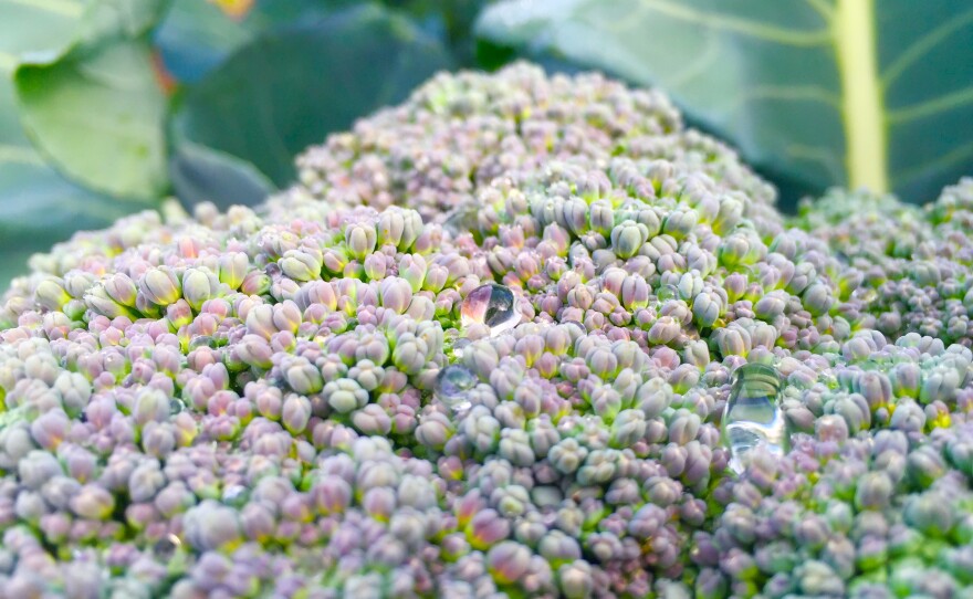 Drops of dew rest on a large head of broccoli at the Pacific Beach Community Garden, Dec. 24, 2015.