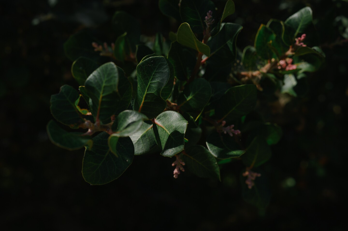 Sunlight gleams across the leaves of a lemonade berry tree at the Tijuana River Estuary in Imperial Beach, California is pictured on August 3, 2024.