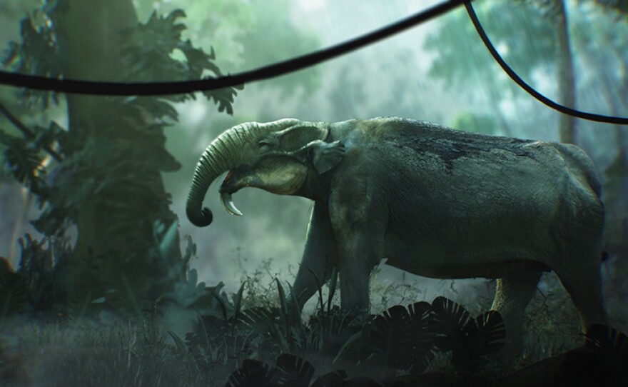 Found in the Turkana Basin, fossils of Deinotheres reveal a primitive elephant, estimated to be 1/3 the size of a modern day elephant.