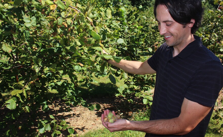 Thomas Molnar, a plant biologist at Rutgers University, is breeding new hazelnut varieties that can resist Eastern Filbert Blight.