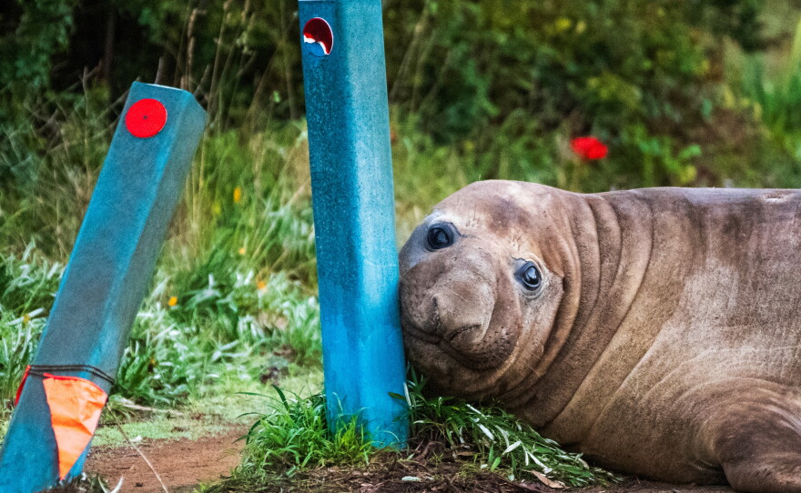 In this photo provided by Sam Volker Photography, Neil the Seal, a 1,000 kg (2,200 pound) elephant seal, nuzzles up to bollards he has damaged in Tasmania, Australia, June 27, 2026.
