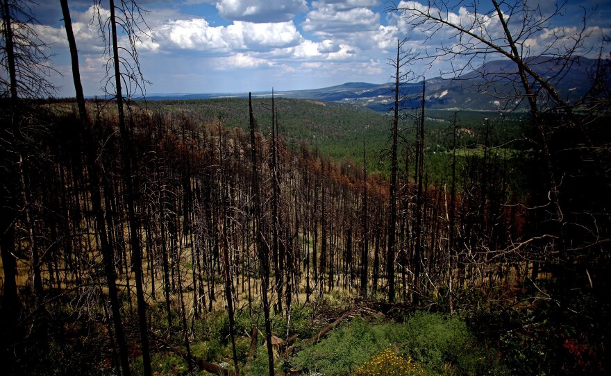 Last year's Wallow Fire, the largest in Arizona history, barreled through the Apache-Sitgreaves National Forests, in the east-central part of the state. The forests are now being thinned to reduce the threat posed by future wildfires.