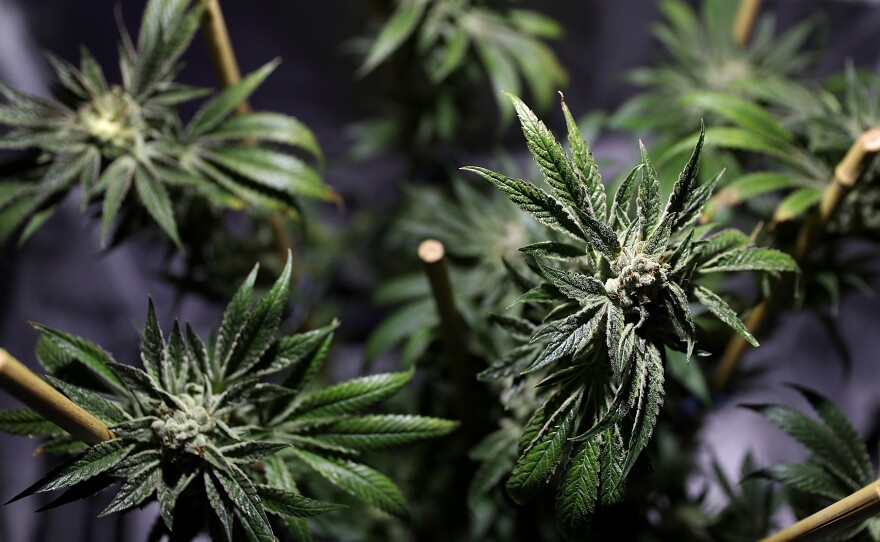 A marijuana plant is displayed during the 2016 Cannabis Business Summit & Expo on Jun. 22 in Oakland, Calif.