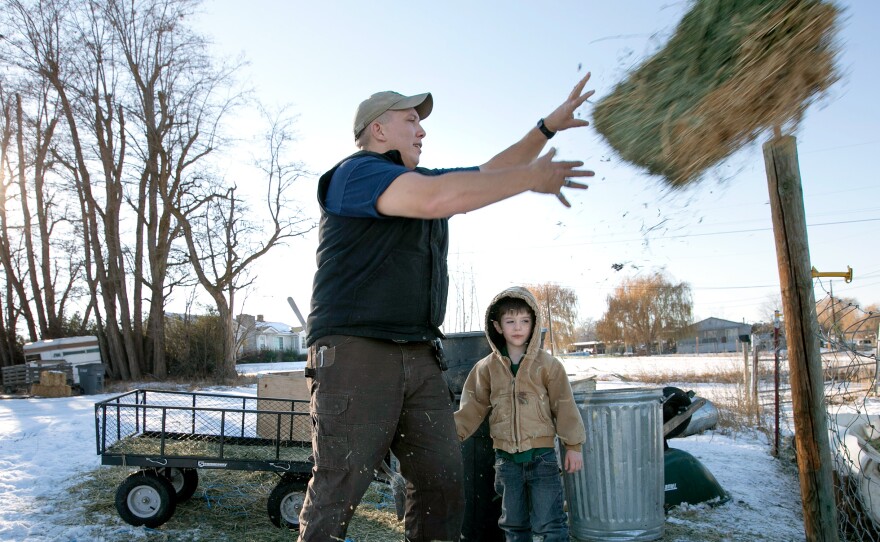 Clay Hull, along with his 4-year-old son William, feeds the cows on his 3-acre farm in Selah, Wash. After Hull was incarcerated for 18 months, the Department of Veterans Affairs sent him a bill for $38,000 in benefits it says he wrongly received.