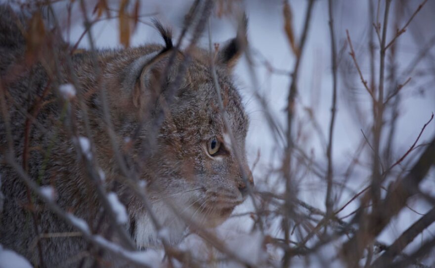 Canada lynx. Triple D, Montana.