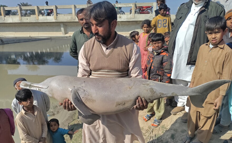 A resident carries a female dolphin after it died stranded in the shallow waters of Pakistan's river Indus in Sukkar.