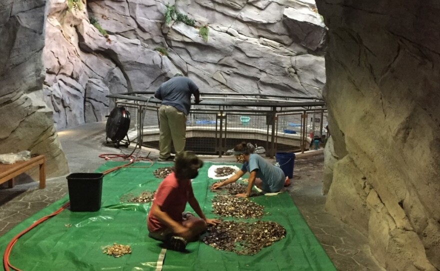 Staff at the North Carolina Aquarium at Pine Knoll Shores turned off a 30-foot waterfall and collected all the coins visitors had thrown into the water while making wishes. After cleaning them off, they'll put the money toward the aquarium's expenses.