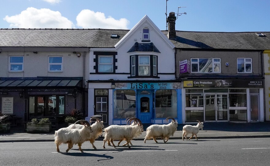 How did these mountain goats decide to take a stroll down the streets of Llandudno, Wales. One theory is that the lack of tourists due to the pandemic made the streets seem more ... enticing? And all it probably took was one curious goat to set the herd on its path to town.