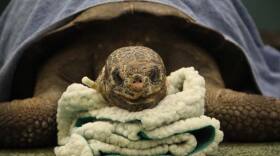 Priscilla a Galapagos tortoise, recovers at London Zoo after keyhole surgery.