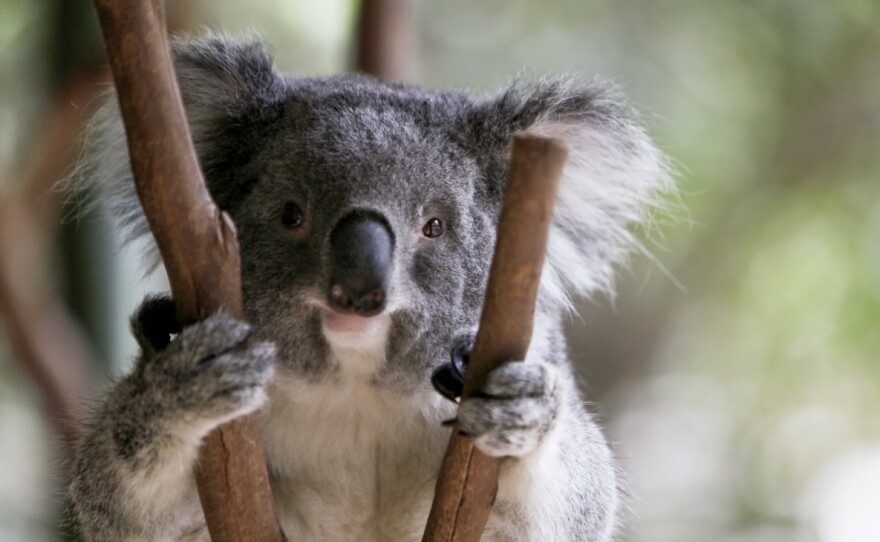 Koalas aren't really bears, but we don't seem to mind.