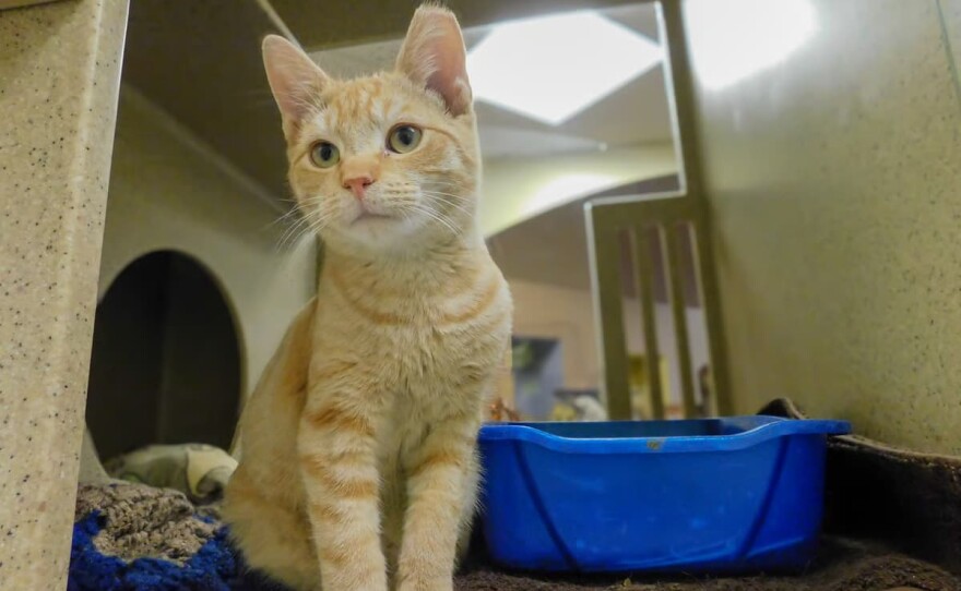 Five-month-old kitten Buttons in the Cattery Facility at Front Street Animal Shelter.