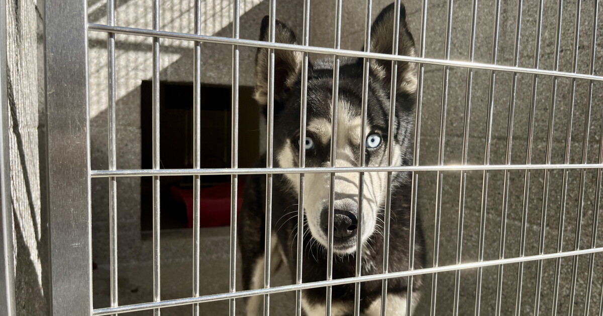 County opens new Santee Animal Shelter after delays, closes Bonita site
