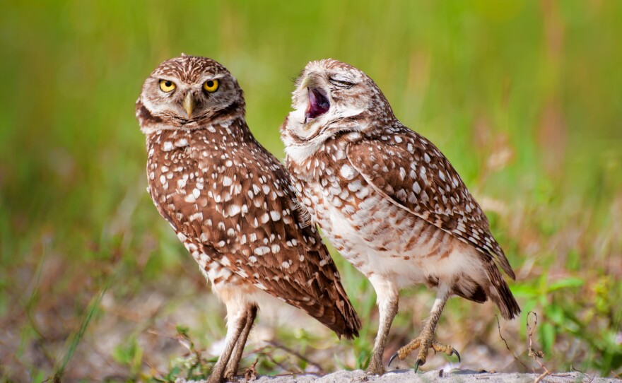 Need another cup of coffee? An owl yawns as another looks toward the camera in Alaska.